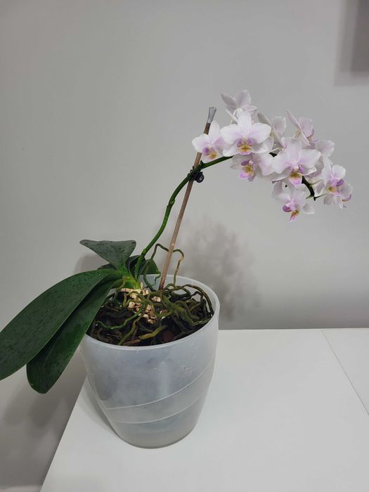 Продам орхидеи разные