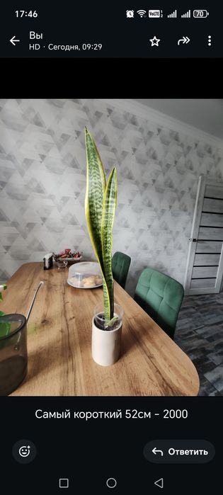 Сансивиерии неприхотливые цветы