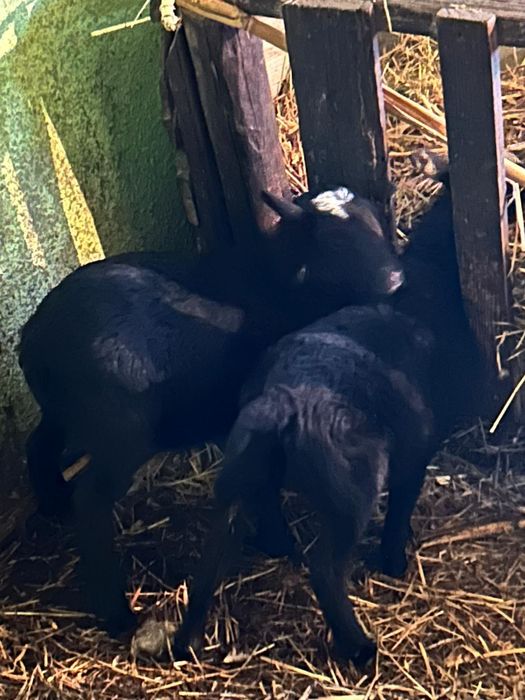 Se vinde un berbecuț din rasa Romanov