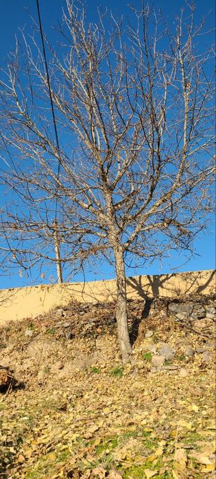 Yong‘oq daraxti sotiladi