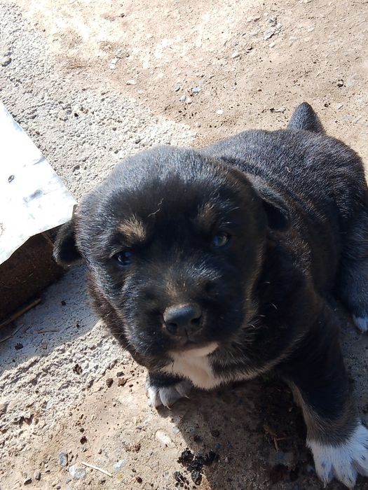 Күшіктер 2 шт 1 еркек, 1 ұрғашы Мәшкі пародасы