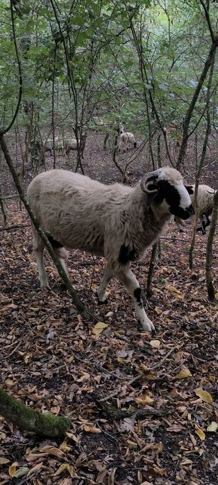Berbecuț breaz 50 kg