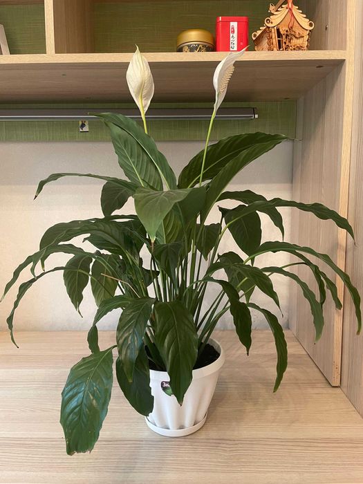 Женское счастье цветы