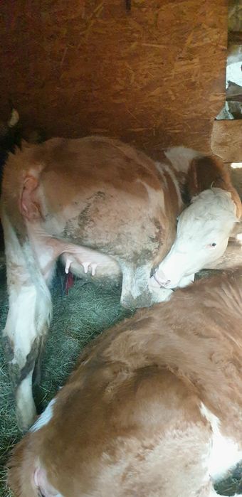 De vânzare 3 juninci Bălțată Românească (11-15 luni)