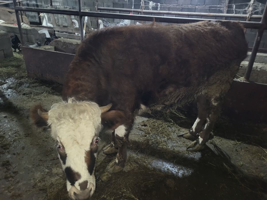 Продам корову и тёлку