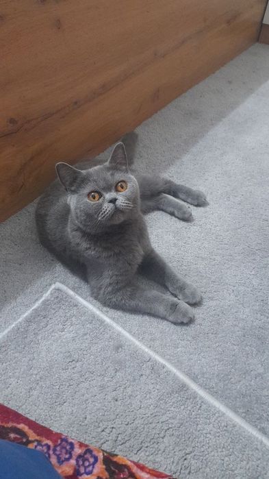 British Shorthair