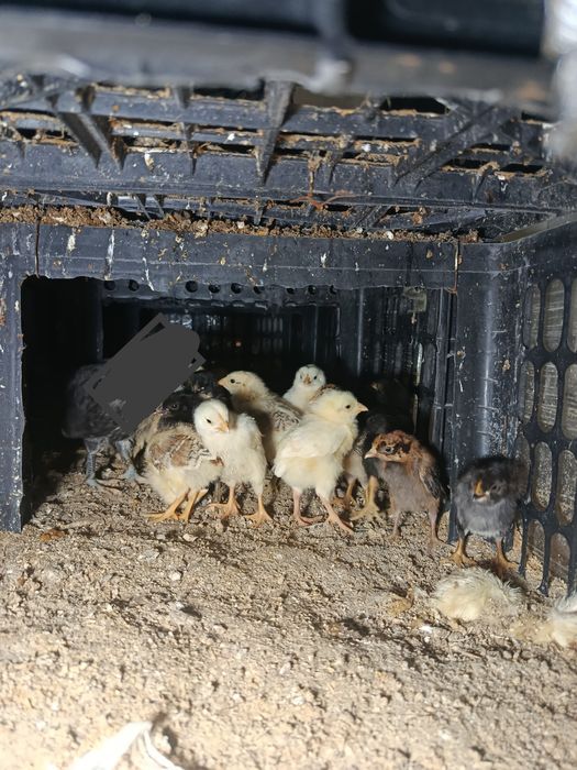 Жужалар сотувда.  .