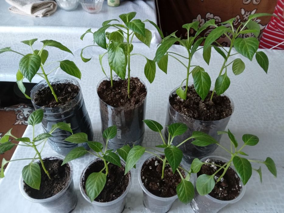 Рассада острого перца