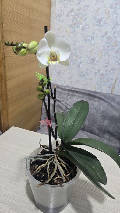 Орхидея Phal. White orchid