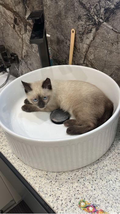 Отдам кота даром