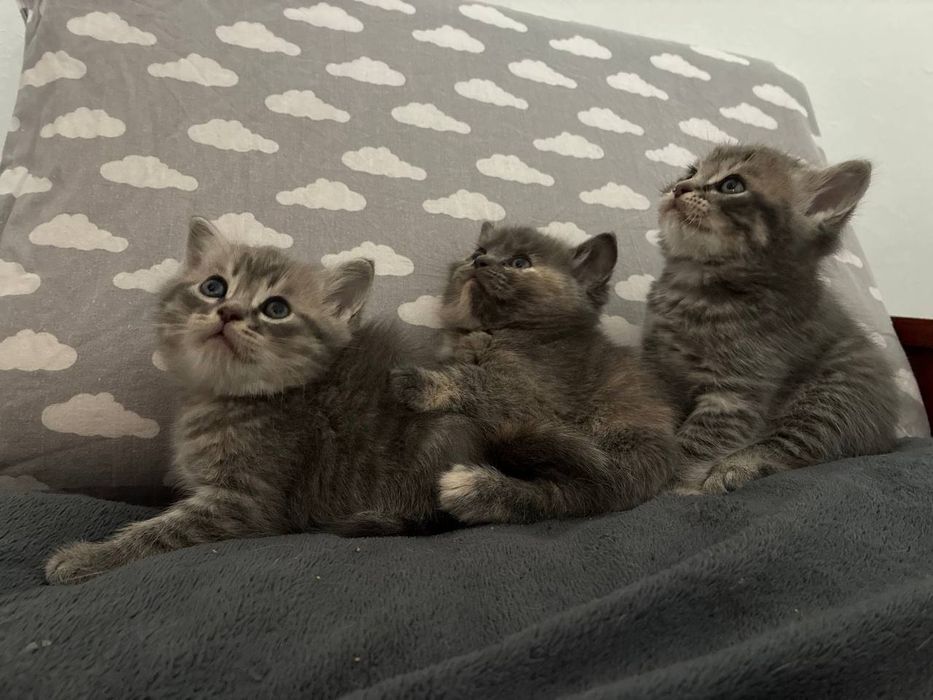 Британские котята