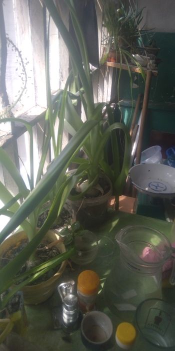 Индийский лук. Лечебный.