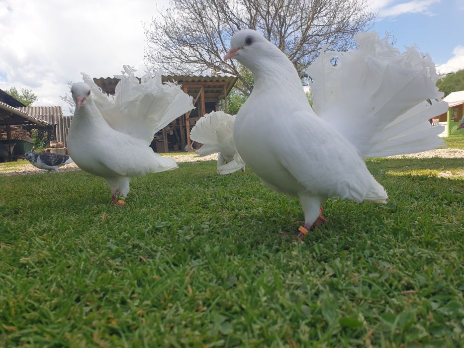 Prumbei voiajori si infoiati albi