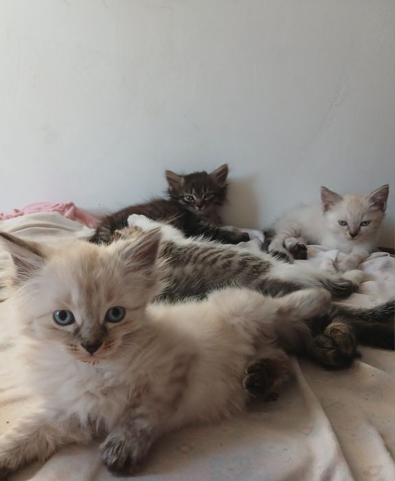 Котята шотландские