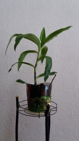 Ароматна кализия