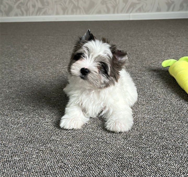 Малыши Цветного Йоркширского терьера и Мальтезе