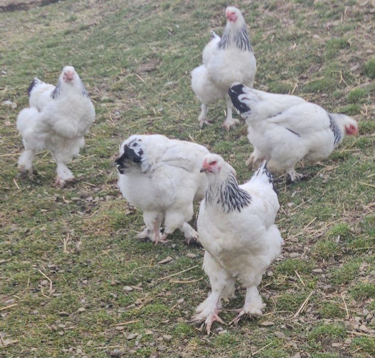 Vând o pereche de găini Brahma HD