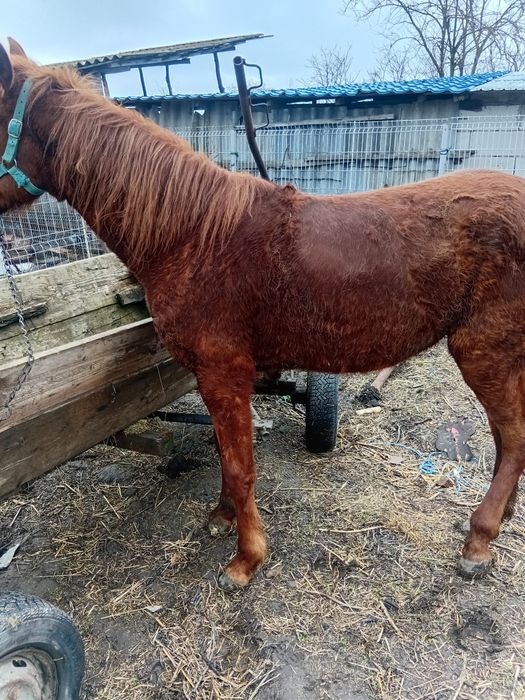 Iapă de vanzare are 1 an jumate