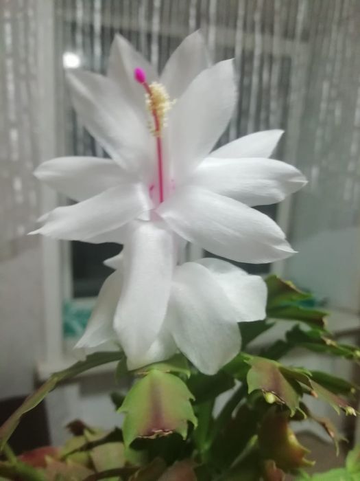 Укорененные черенки декабриста