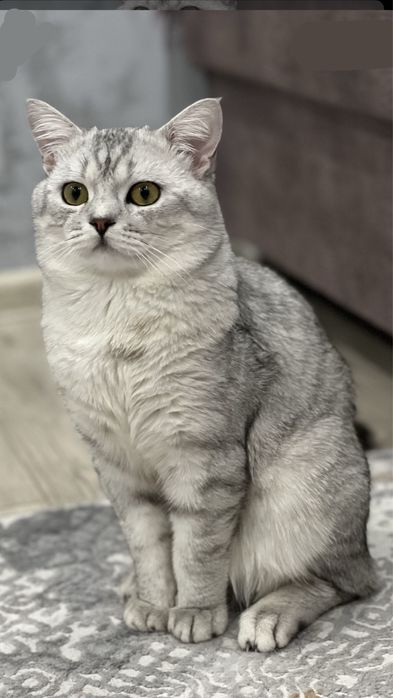 Котенок Британка 2мес