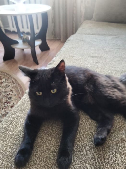 Отдам котенка в добрые руки