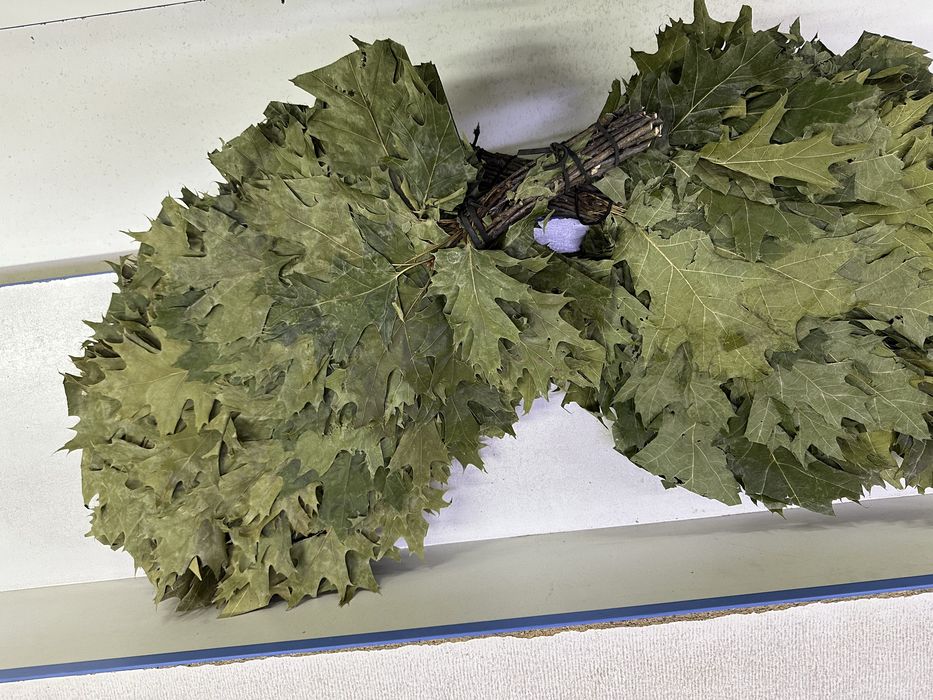 Канадский клен дубовый веник…..