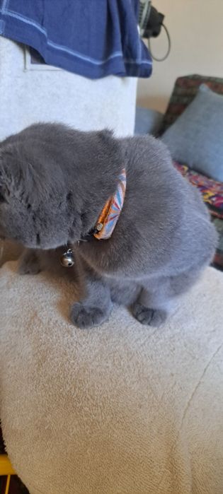 Кошка выслоухая шотландская