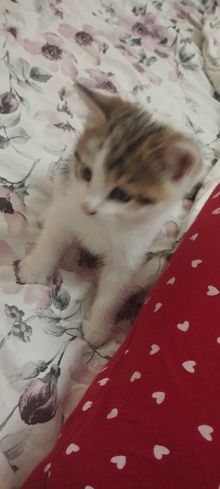 Котёнок  2 месяца