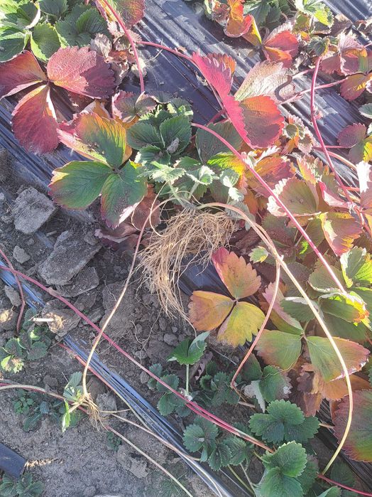 Продавам разсад ягоди