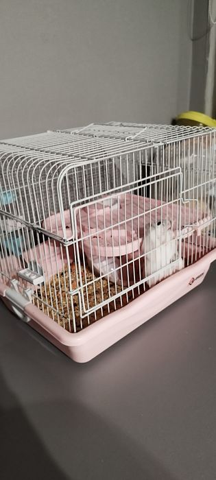 Продам джунгарских хомяков