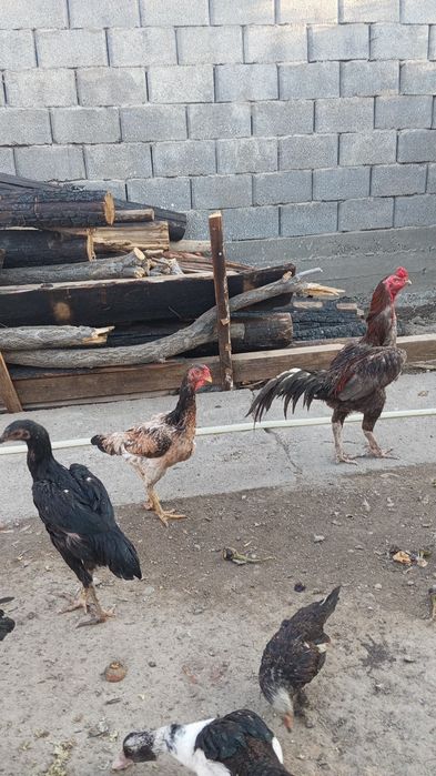 Продам бойцовые куры