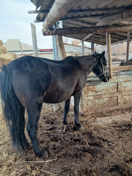 Буаз биелер еки бас жылкы