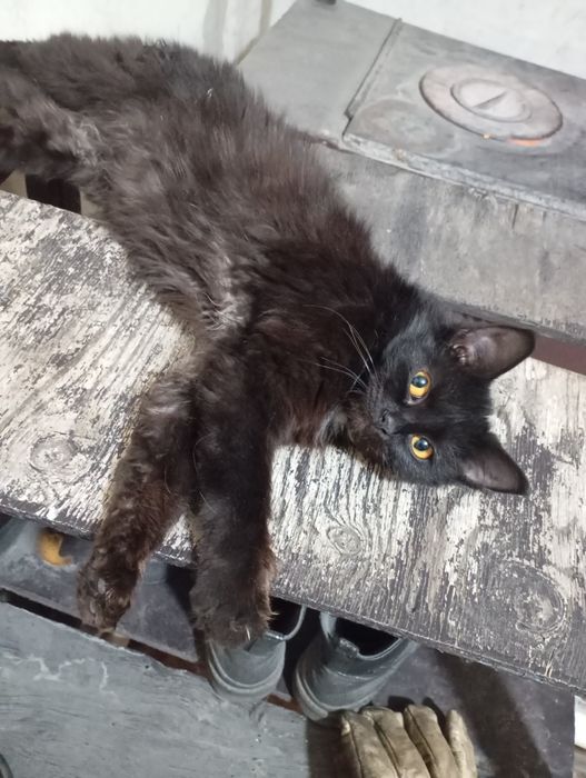 Котята обычные отдам бесплатно (девочки)