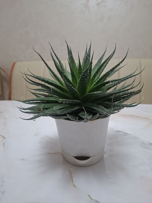 Комнатные цветы - Хавортия