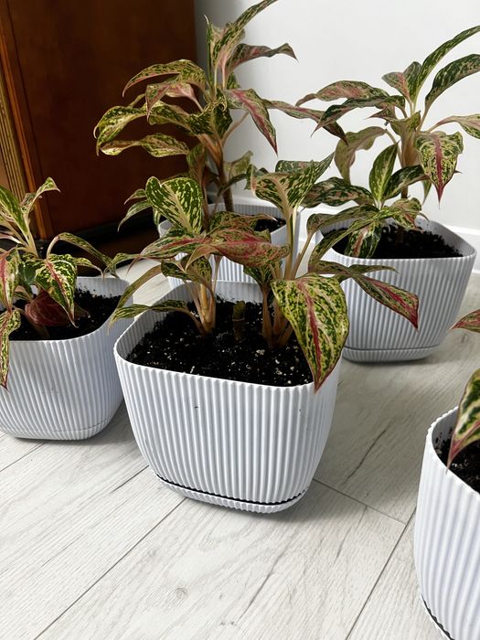 Комнатные цветы  Бөлме гүлдері арзан бағада