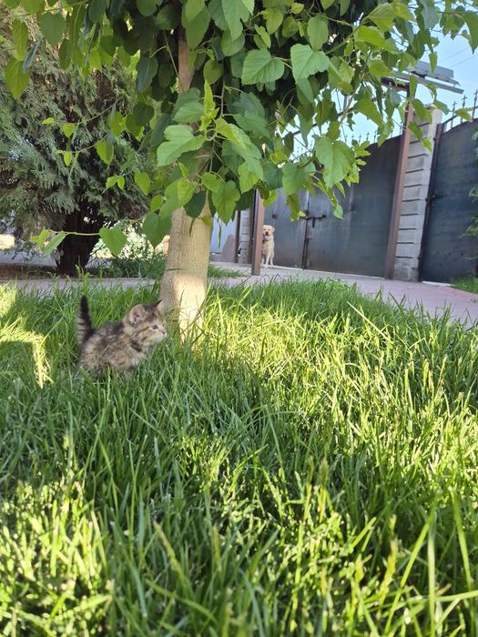 Котёнок,  девочка