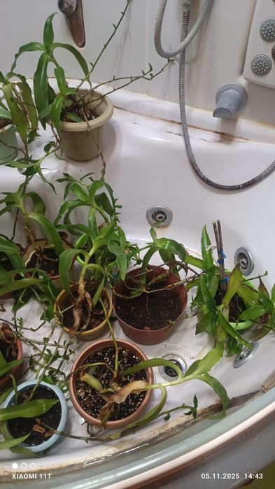 Продам золотой ус.