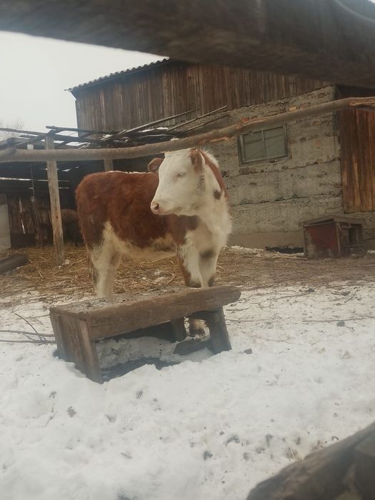 Продам молодую тёлку.