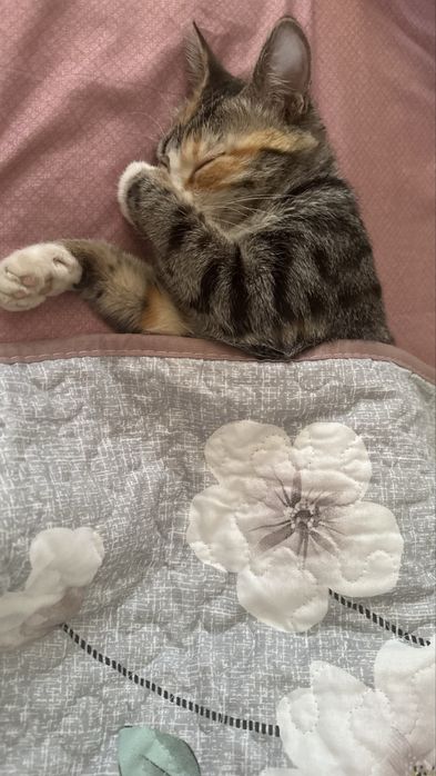 Отдам в хорошие руки