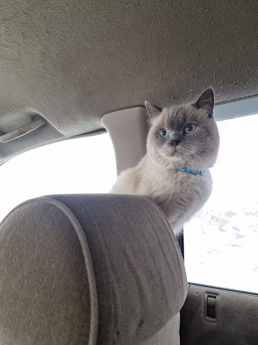 Вязка Шикарный кот Скоттиш Страйт мрамор