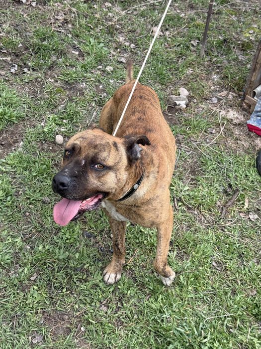 стаффордширский терьер