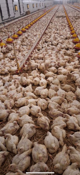 Puii albi si rasă mixta