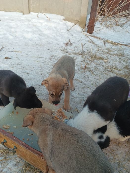 Отдам щенят бесплатно