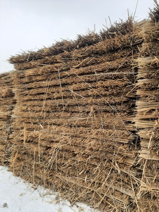 Камыс Қамыс камыш