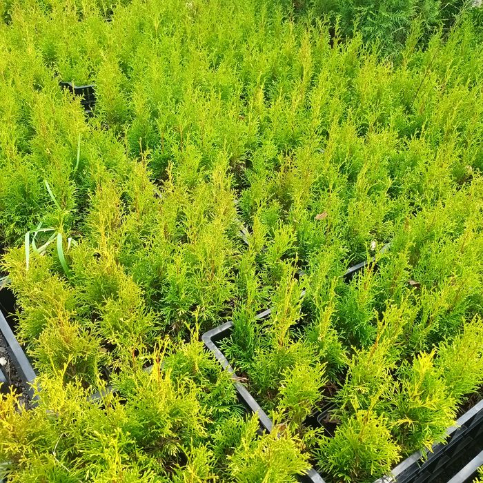 Tuia smaragd inaltime  60 -65cm