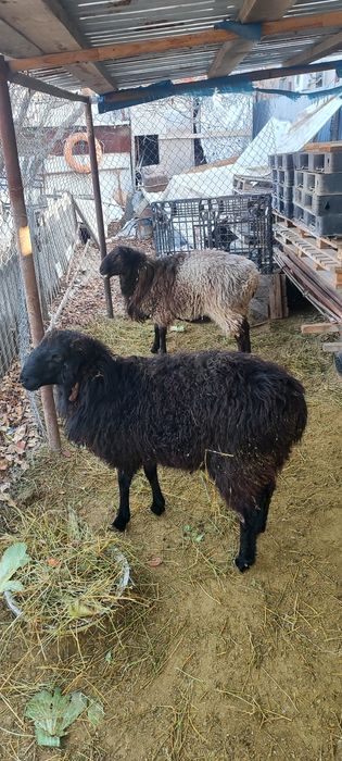 Продаются бараны