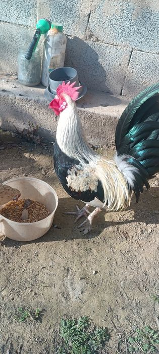 Карликовых курей