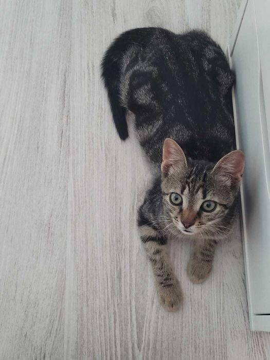 pisică Mix bengal charcoal - Adoptie
