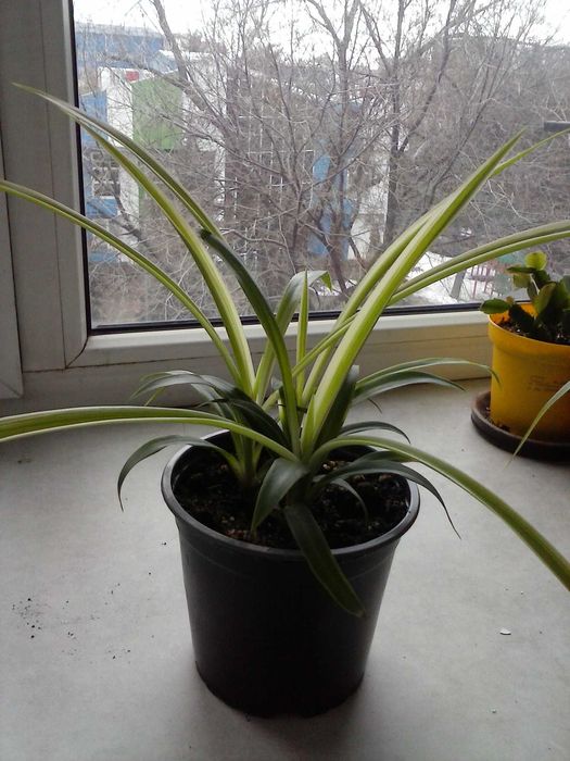 Хлорофитум  хохлатый