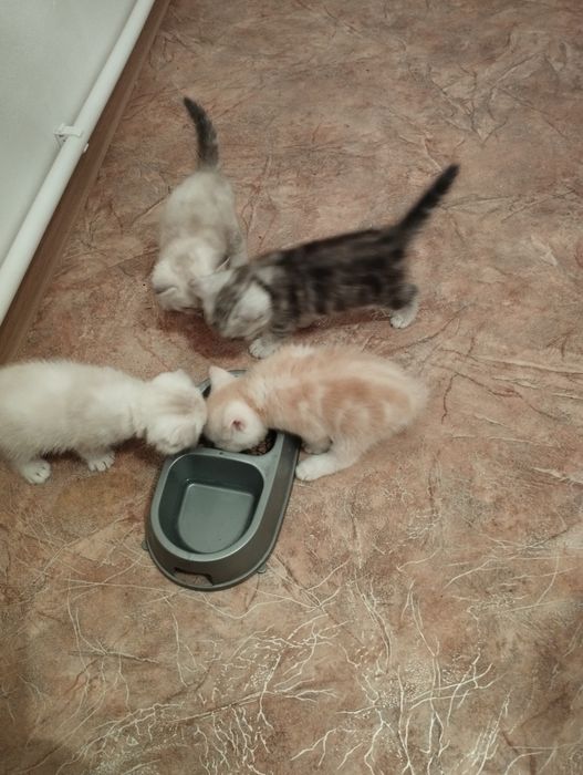 Шотландские котята